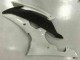 Carénage Yamaha R6 08-16 - Blanc